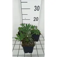 GRDplanten 6x Lupine - Lupinus hybr. 'Chandelier' ( 'kronleuchter') | 9x9 cm pot
