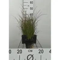 GRDplanten 6x Zegge - Carex testacea | 9x9 cm pot