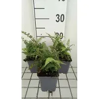 GRDplanten 6x Japanse Regenboogvaren - Athyrium nip. 'Red Beauty' | 9x9 cm pot