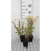 GRDplanten 6x Aster - Aster umbellatus 'Weisser Schirm' | 9x9 cm pot
