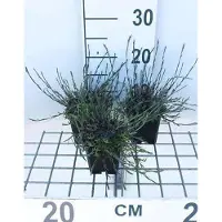 GRDplanten 6x Steenanjer - Dianthus delt. 'Splendens' | 9x9 cm pot