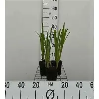 GRDplanten 6x Iris - Iris ensata ( kaempferi) | 9x9 cm pot