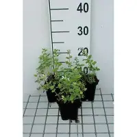 GRDplanten 6x Kattekruid - Nepeta racemosa 'Snowflake' | 9x9 cm pot