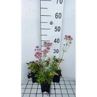 GRDplanten 6x Zeeuws knoopje - Astrantia maj. 'Pink Pride' | 9x9 cm pot