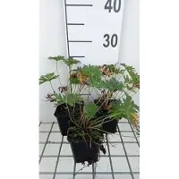 GRDplanten 6x Ooievaarsbek - Geranium prat. 'Mrs. Kendall Clark' | 9x9 cm pot