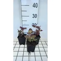 GRDplanten 6x Wederik - Lysimachia cil. 'Firecracker' | 9x9 cm pot