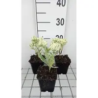 GRDplanten 6x Vetkruid - Sedum hybr. 'Frosty Morn' | 9x9 cm pot