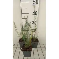 GRDplanten 6x Linum - Linum perenne | 9x9 cm pot