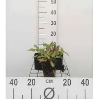 GRDplanten 6x Duizenknoop - Persicaria ampl. 'Orange Field' | 9x9 cm pot