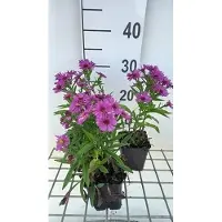 GRDplanten 6x Aster - Aster dum. 'Starlight' | 9x9 cm pot