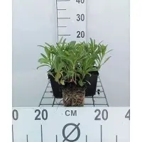 GRDplanten 6x Margriet - Leucanthemum (s) 'Silberprinzesschen' | 9x9 cm pot