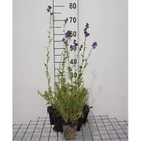GRDplanten 6x Jakobsladder - Polemonium caeruleum | 9x9 cm pot