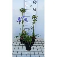 GRDplanten 6x Afrikaanse lelie - Agapanthus hybr. 'Charlotte' | 9x9 cm pot