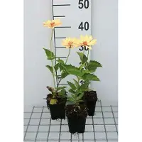 GRDplanten 6x Heliopsis - Heliopsis hel. 'Venus' | 9x9 cm pot