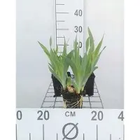 GRDplanten 6x Dwergbaardiris - Iris (pum.) 'Blue denim' | 9x9 cm pot