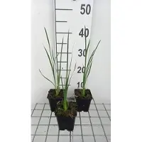 GRDplanten 6x Dierama - Dierama pulcherrimum 'Album' | 9x9 cm pot