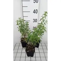 GRDplanten 6x Ooievaarsbek - Geranium oxon. 'Claridge Druce' | 9x9 cm pot