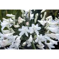 GRDplanten 6x Afrikaanse lelie - Agapanthus afr. 'Albus' | 9x9 cm pot