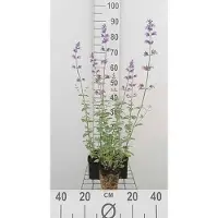 GRDplanten 6x Kattekruid - Nepeta faas. 'Walker's Low' | 9x9 cm pot
