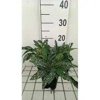 GRDplanten 6x Longkruid - Pulmonaria long. 'E.b. Anderson' | 9x9 cm pot