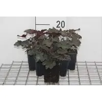 GRDplanten 6x Purperklokje - Heuchera mic. 'Palace Purple' | 9x9 cm pot