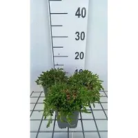 GRDplanten 6x Sedum acre 'Aureum'