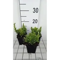 GRDplanten 6x Steenzaad - Lithodora dif. 'Alba' | 9x9 cm pot
