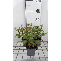 GRDplanten 6x Phygelius - Phygelius rect. 'African Queen' | 9x9 cm pot