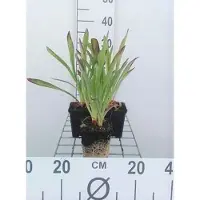 GRDplanten 6x Zonnekruid - Helenium hoopesii | 9x9 cm pot