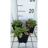 GRDplanten 6x Struiksalie - Salvia nem. 'Sensation deep Blue' | 9x9 cm pot