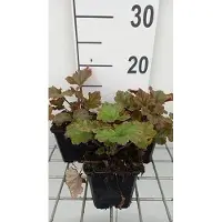 GRDplanten 6x Mijterloof - Tellima grand. 'Rubra' | 9x9 cm pot