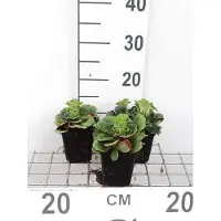 GRDplanten 6x Steenbreek - Saxifraga urbium | 9x9 cm pot