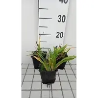 GRDplanten 6x Daglelie - Hemerocallis hybr. 'Little Grapette' | 9x9 cm pot