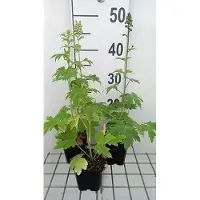 GRDplanten 6x Ridderspoor - Delphinium (p) 'Summer Skies' ( 'sommerhimmel') | 9x9 cm pot