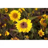 GRDplanten 6x Zonnebloem - Helianthus hybr. 'Lemon Queen' | 9x9 cm pot