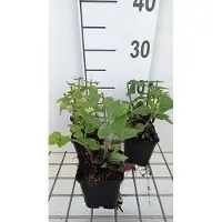 GRDplanten 6x Struiksalie - Salvia nem, 'Rose Marvel' | 9x9 cm pot