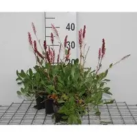 GRDplanten 6x Duizenknoop - Persicaria aff. 'Darjeeling Red' | 9x9 cm pot
