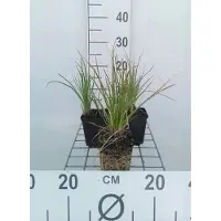 GRDplanten 6x Vuurpijl - Kniphofia hybr. 'Little Maid' | 9x9 cm pot