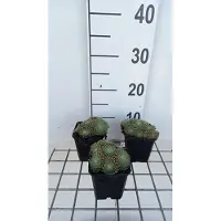 GRDplanten 6x Huislook - Sempervivum hybr. 'Sprite' | 9x9 cm pot