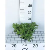 GRDplanten 6x Sedum spur. 'Album Superbum'
