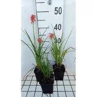 GRDplanten 6x Vuurpijl - Kniphofia hybr. 'Vincent Lepage' | 9x9 cm pot