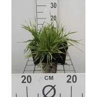 GRDplanten 6 x Briza media - Herz Zittergras - pot van 9x9 cm