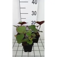 GRDplanten 6x Grijsaard - Ligularia dent. 'Midnight Lady' | 9x9 cm pot