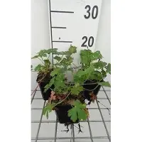 GRDplanten 6x Ooievaarsbek - Geranium cant. 'Harz' | 9x9 cm pot