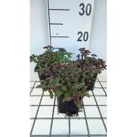 GRDplanten 6x Origanum - Origanum laev. 'Herrenhausen' | 9x9 cm pot
