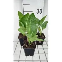 GRDplanten 6x Aster - Aster tataricus 'Jindai' | 9x9 cm pot