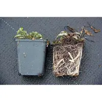 GRDplanten 6x Klokje - Campanula pyramidalis | 9x9 cm pot