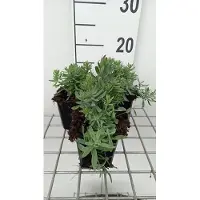 GRDplanten 6x Linaria - Linaria purp. 'Canon J. Went' | 9x9 cm pot