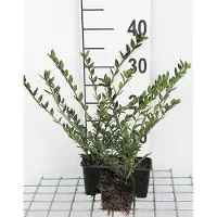 GRDplanten 12x Kamperfoelie - Lonicera pileata | 9x9 cm pot