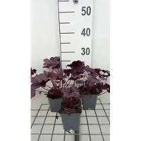 GRDplanten 6x Purperklokje - Heuchera hybr. 'Forever Purple' | 9x9 cm pot